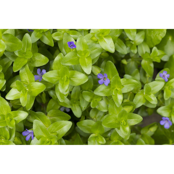 Bacopa